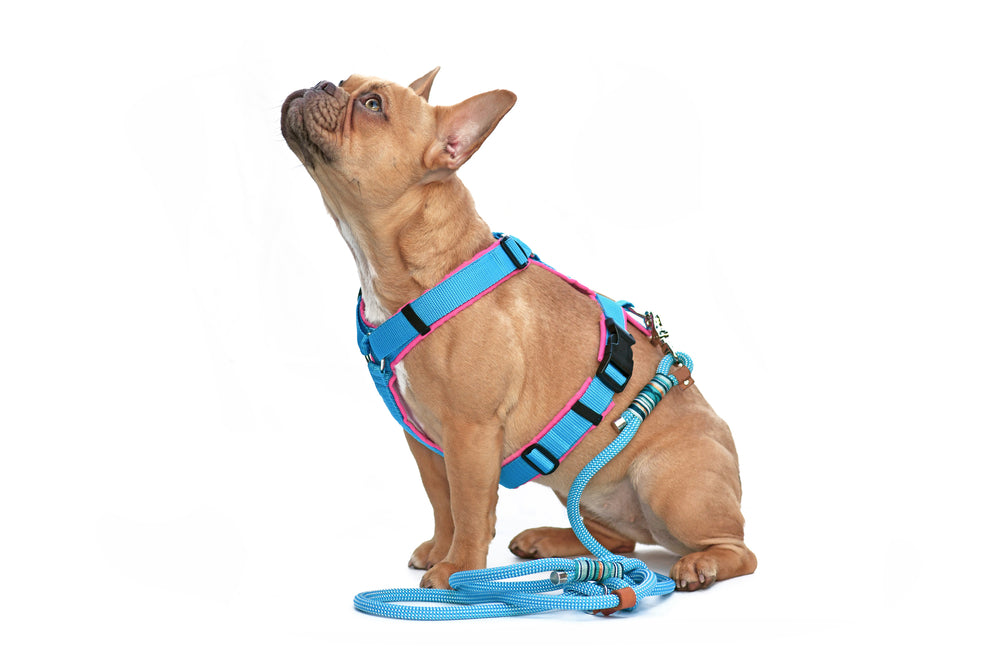 collars harnesses and leashes